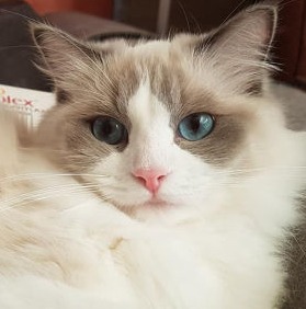 Ileana of Dryads Wood