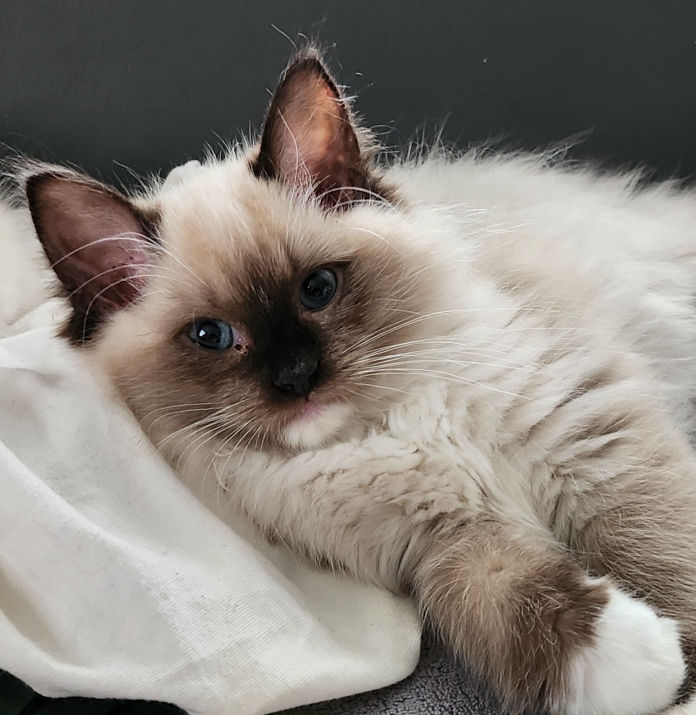 My Melody of Dryads Wood