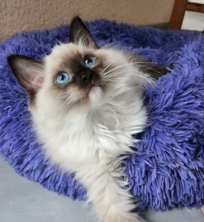 Merida of Drydas Wood