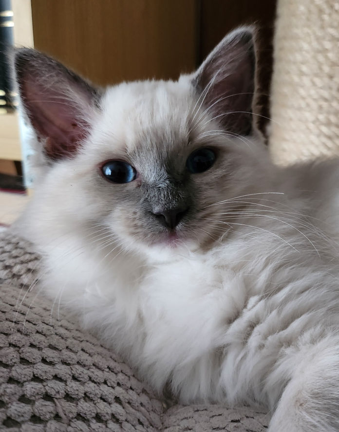 Marilyn of Dryads Wood