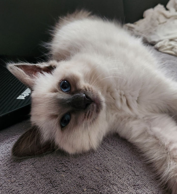 Morgana of Dryads Wood