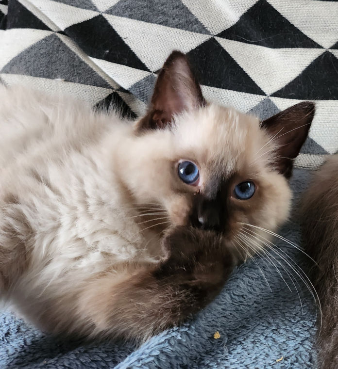 Merlin of Dryads Wood