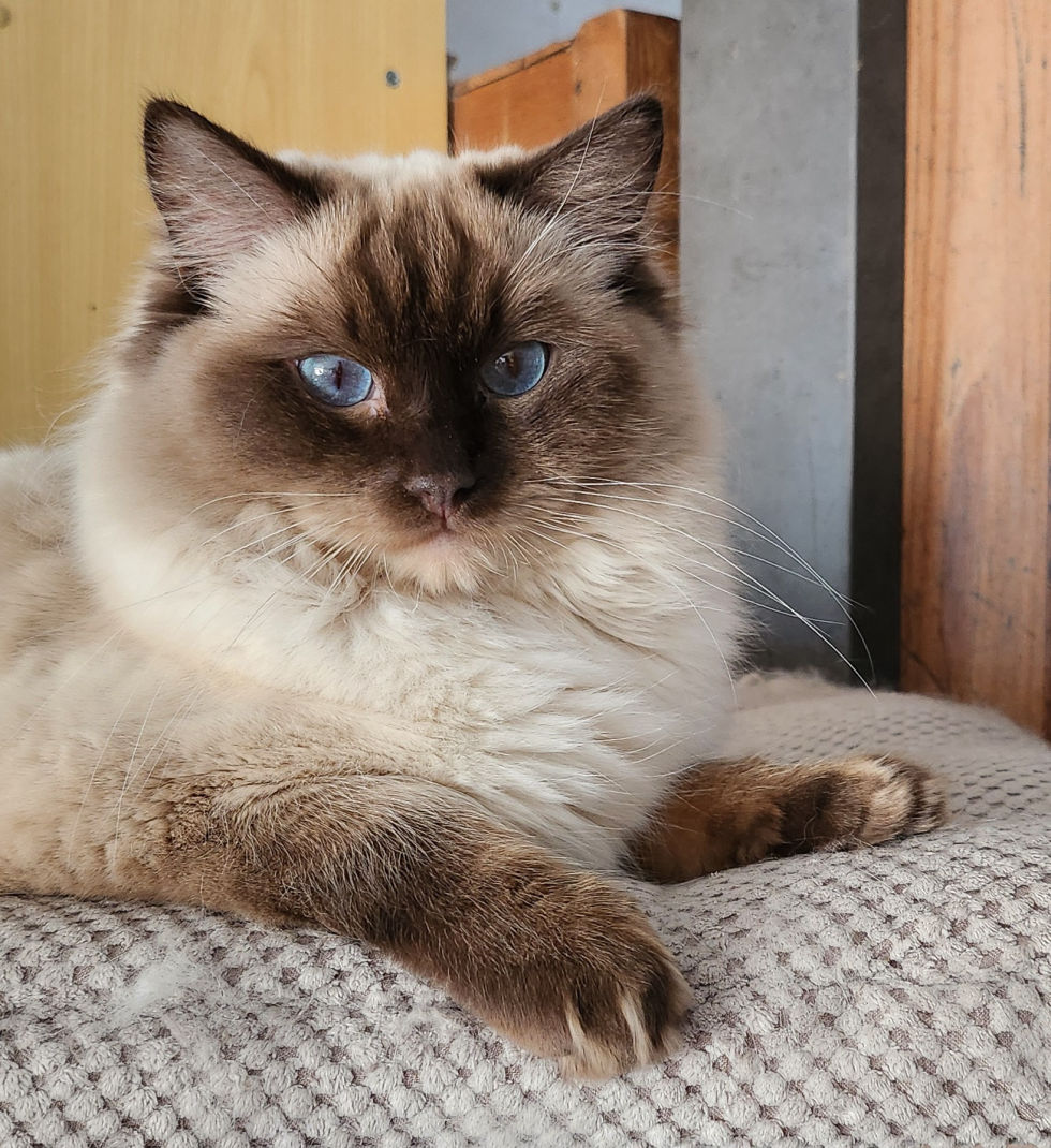 Kajka Rags' Paddington Bear