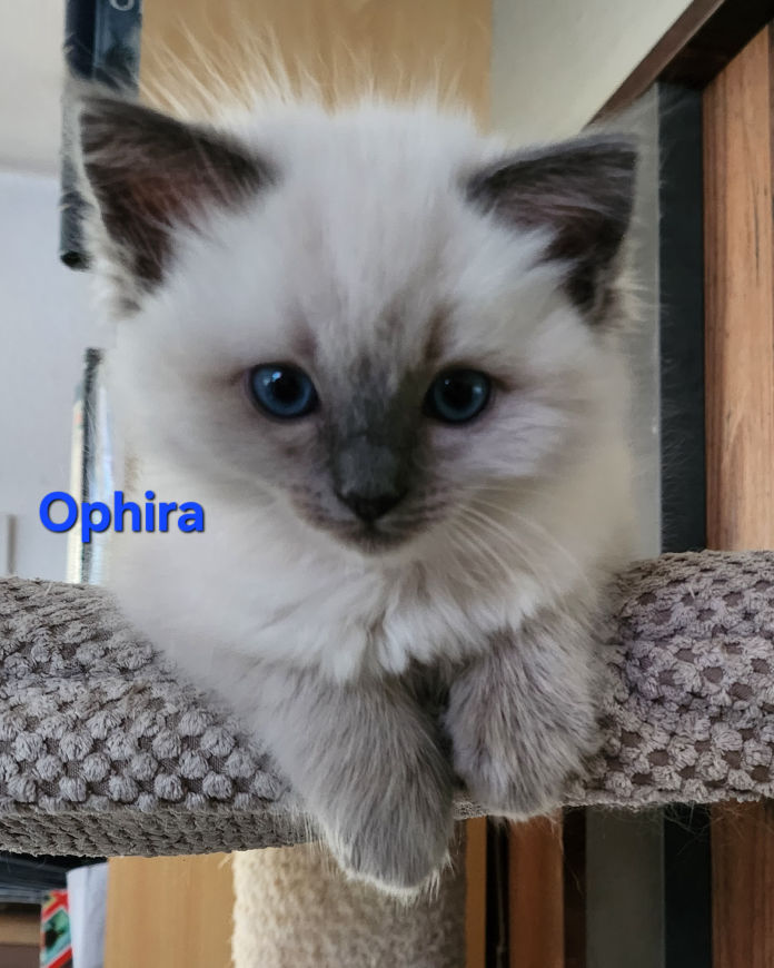 Ophira of Dryads Wood