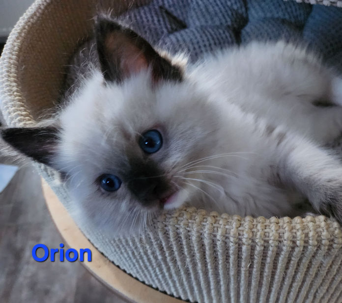 Orion of Dryads Wood