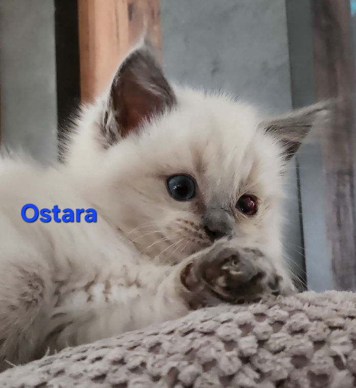 Ostara