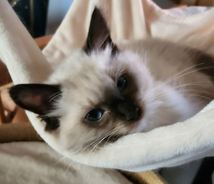 Orion of Dryads Wood