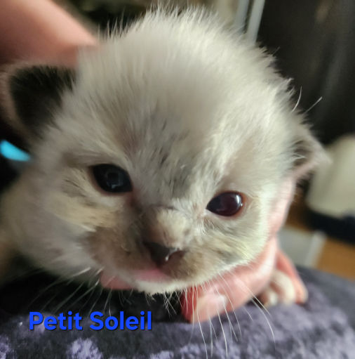 Petit Soleil of Dryads Wood