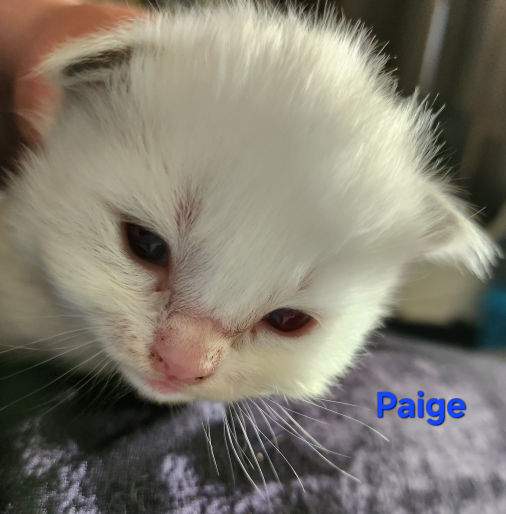 Paige of Dryads Wood