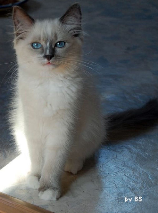 Abigail of Dryads Wood