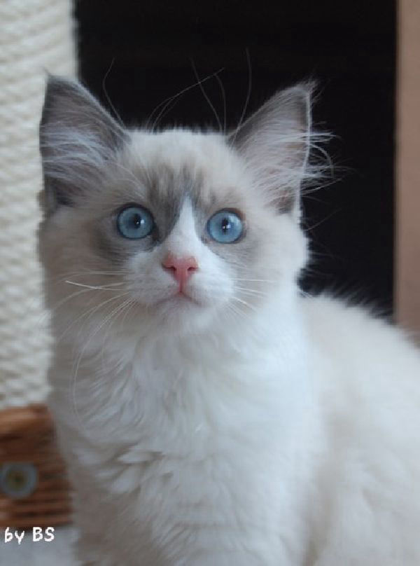 Adora of Dryads Wood