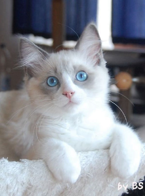 Alistair of Dryads Wood