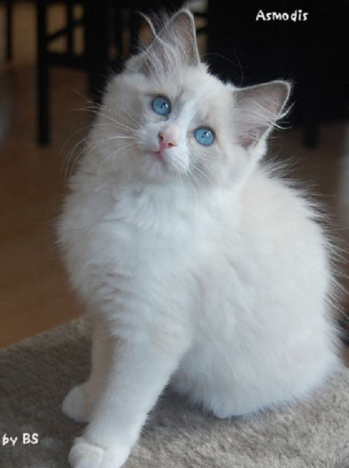 Asmodis of Dryads Wood