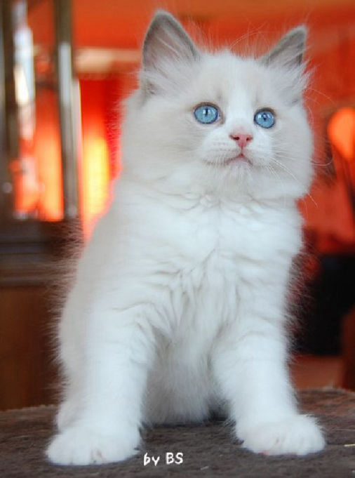 Azrael of Drydas Wood