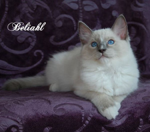 Beliahl of Dryads Wood