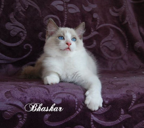 Bhaskar of Dryads Wood