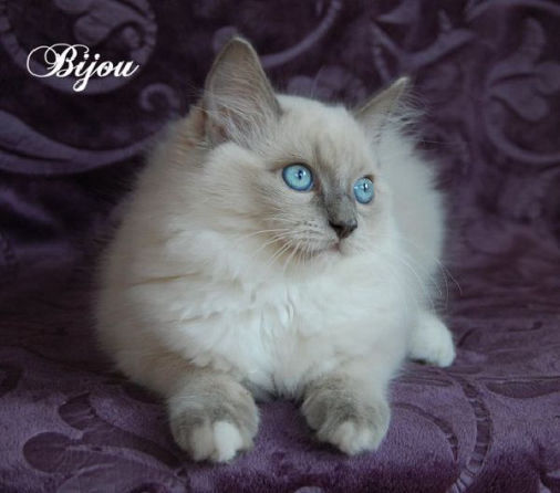 Bijou of Dryads Wood