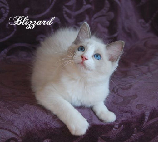 Blizzard of Dryads Wood