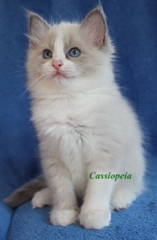 Cassiopeia of Dryads Wood