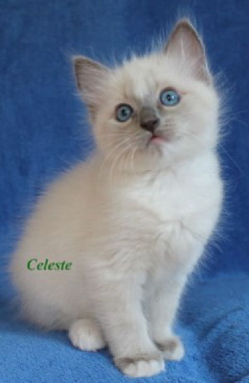 Celeste of Dryads Wood