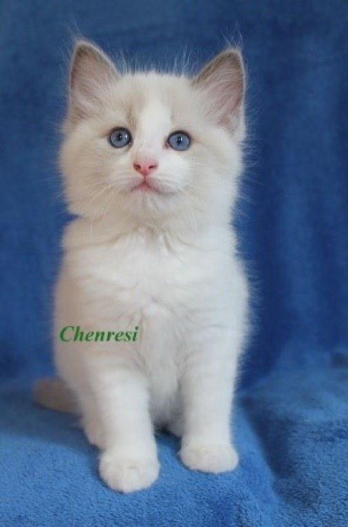 Chenresi of Dryads Wood