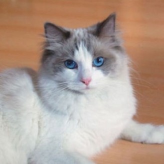 Mirimodi's Desideria