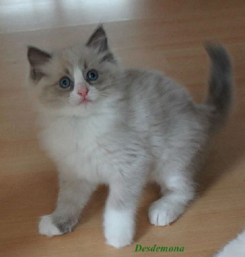 Desdemona of Dryads Wood