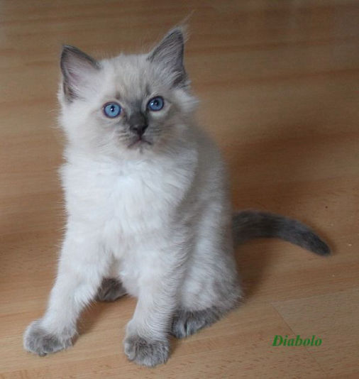 Diabolo of Dryads Wood