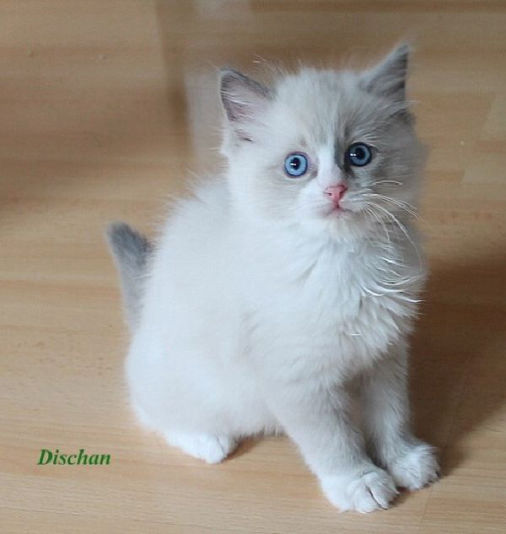 Dischan of Dryads Wood