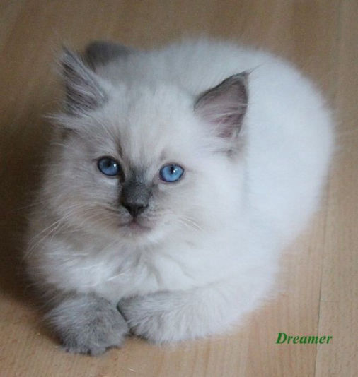 Dreamer of Drydas Wood