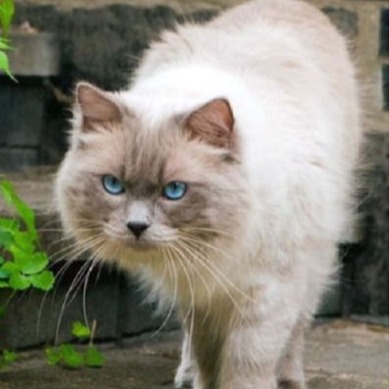 Snuggling Joker Bhanu