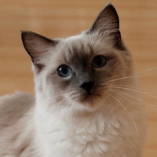 Elysia of Dryads Wood