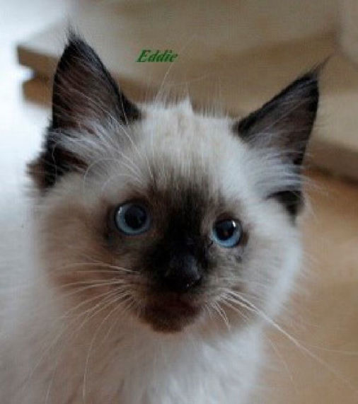 Eddie of Dryads Wood