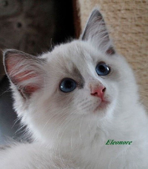 Eleonore of Dryads Wood