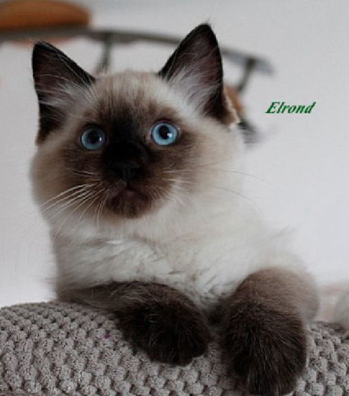 Elrond of Dryads Wood