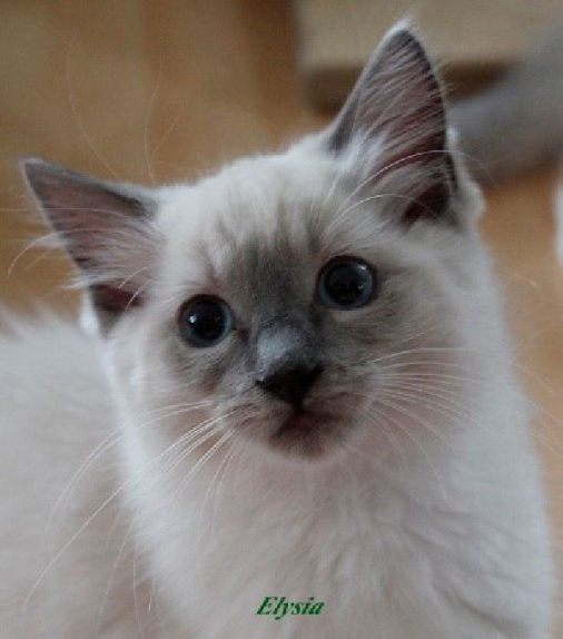 Elysia of Dryads Wood