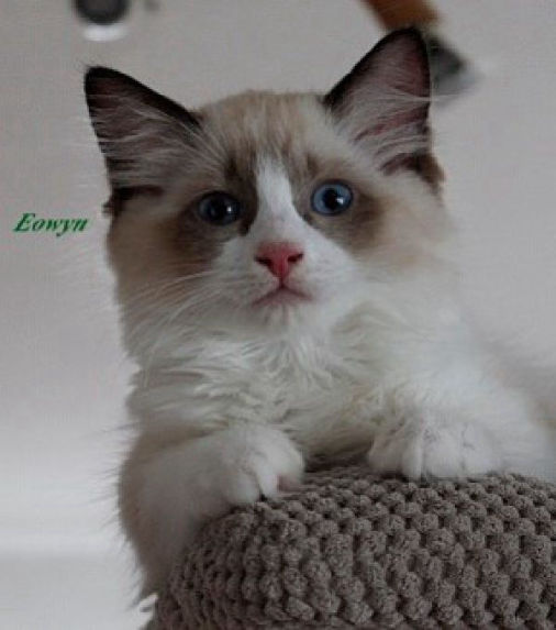 Eowyn of Dryads Wood