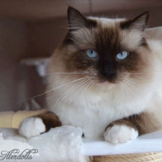 Snuggling Joker Bhanu