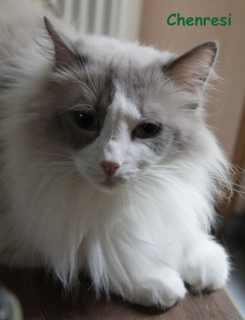 Chenresi