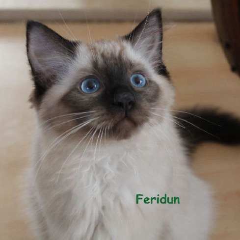 Feridun of Dryads Wood