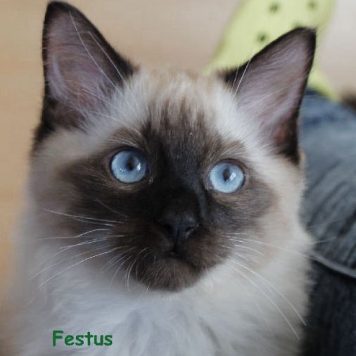 Festus of Dryads Wood