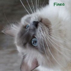 Finea of Dryads Wood