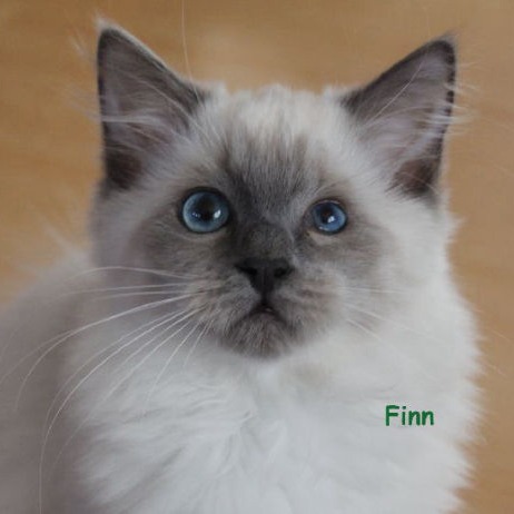 Finea of Drydas Wood