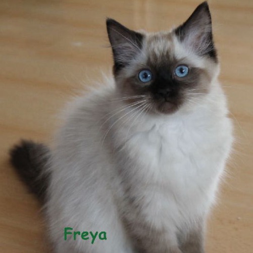 Freya of Dryads Wood