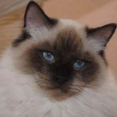 Snowrag Lightning Jack