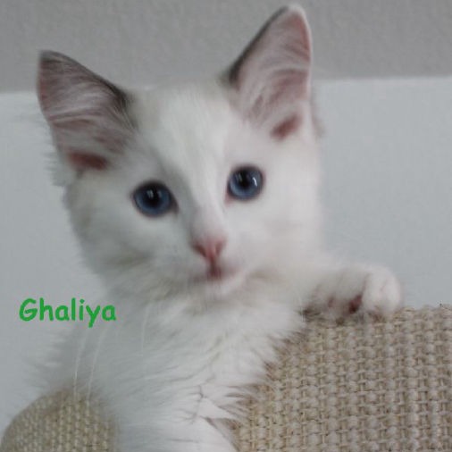 Ghaliya of Drydas Wood