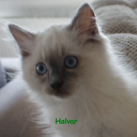 Halvar of Drydas Wood