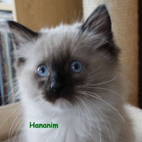 Hananim of Dryads Wood