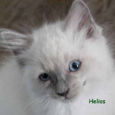 Helios of Dryads Wood