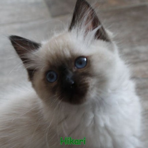 Hikari of Dryads Wood